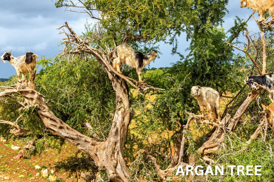 IMAGE OF ARGAN TREE AND GOATS CLIMBING IT