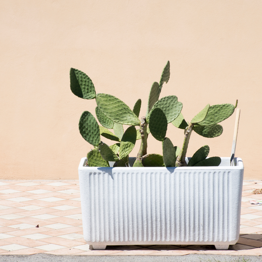 cactus plant  in white pot