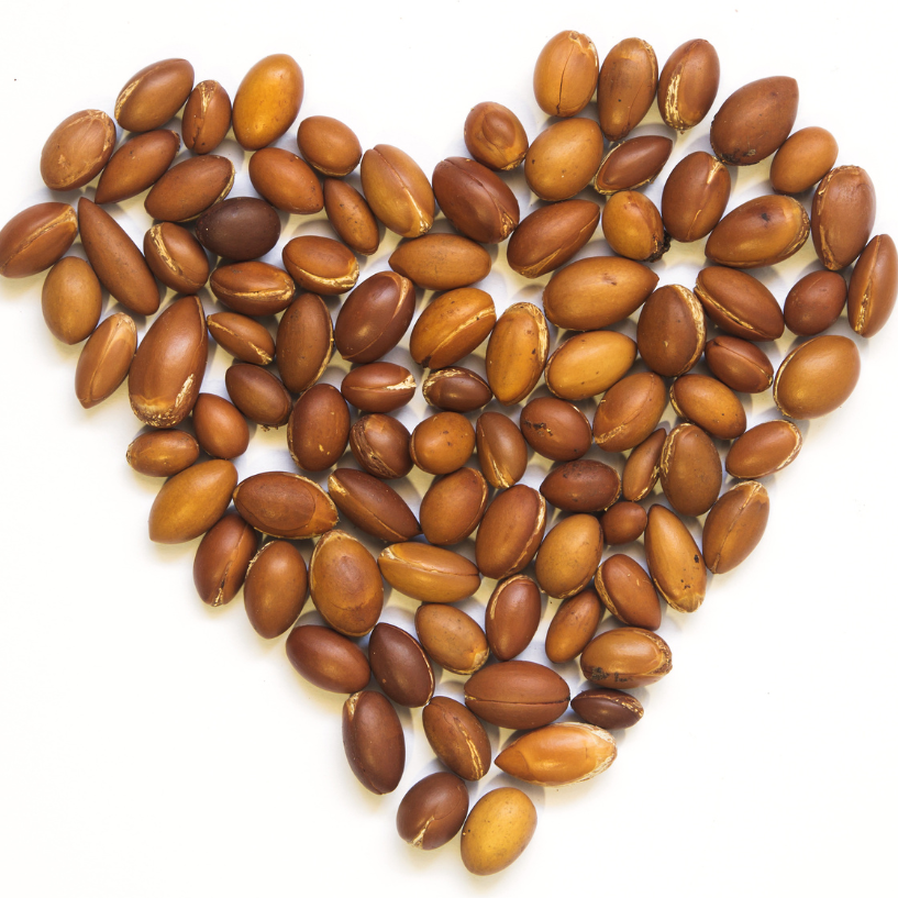 ARGAN NUTS IN HEART SHAPE in white background