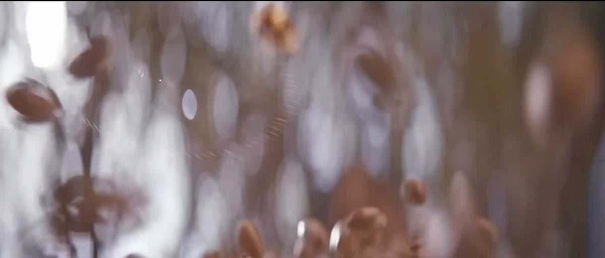 Argan fruits falling in soft focus against a bright background