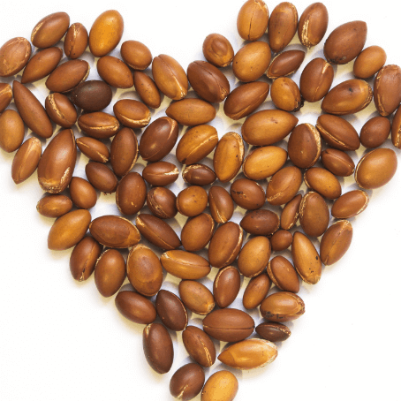Pile of brown argan nut seeds on a white background