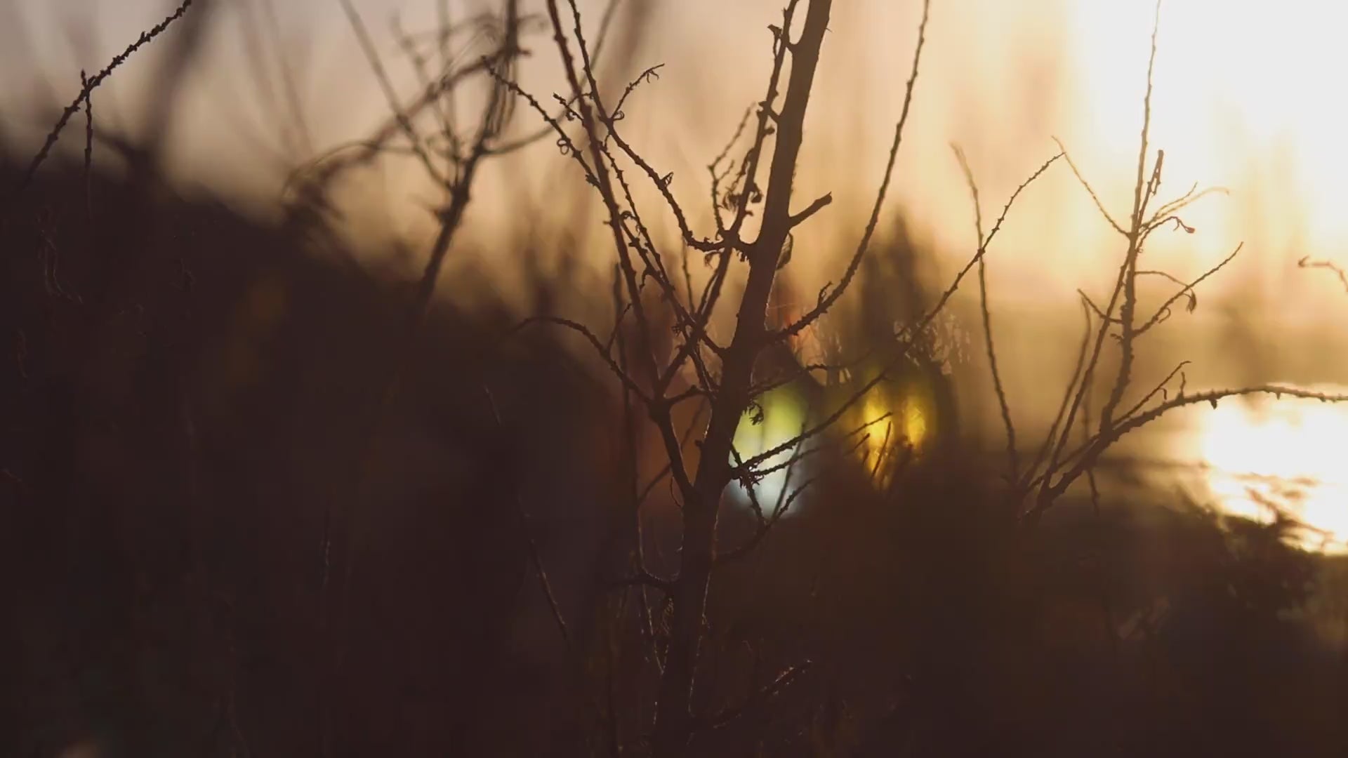 video object of argan oil bottle and oil done in Morocco coast of Agadir city